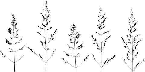 Set of simple twigs, wild grass. Sketch, black lines on white. For modern decor.