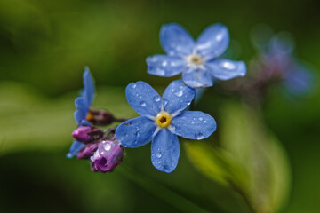 Fototapeta na wymiar forget-me-not flowers with drops of rain on the petals