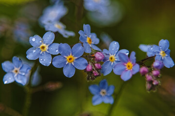 forget-me-not flowers with drops of rain on the petals