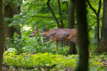 roe deer female on forest edge