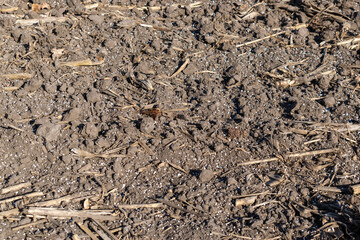 Soil with mineral fertilizer