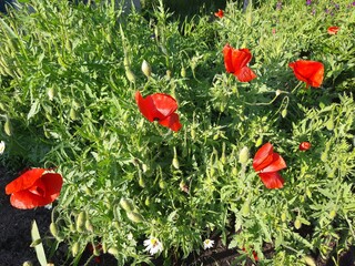 poppy flowers in field