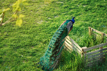 Obraz premium Beautiful male peacock on green grass.