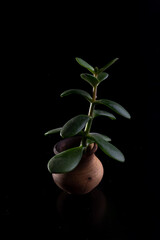 Money tree on a black background in a small clay pot