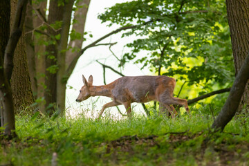 roe deer female on forest edge