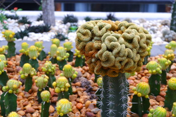 Cactus with yellow flowers