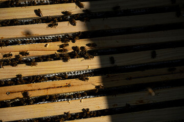 view in beehive in spring