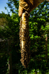 legs on natural honeycomb close up