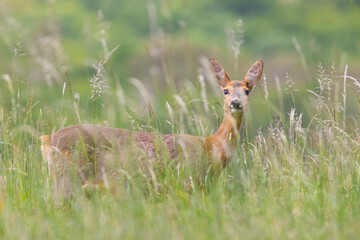 roe deer female on spring meadow