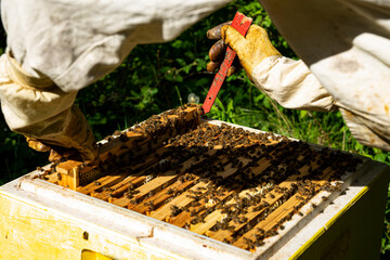 beekeeper at work with honeycomb