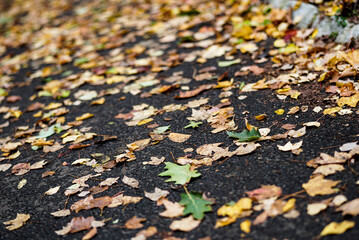 autumn leaves on the ground