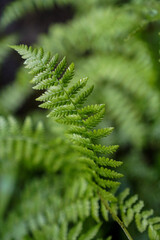 close up of green fern
