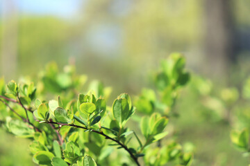 Green leaves of a tree. Macro shot of green leaves on a branch.