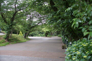 Hydrangea in the park began to bloom