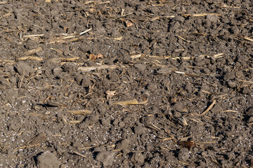 Soil with mineral fertilizer