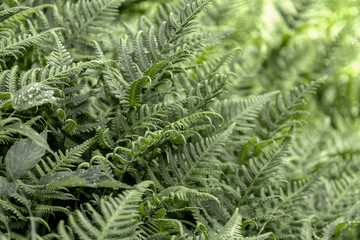 Green fern textured leaves natural background