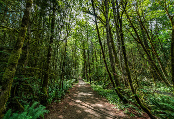 path in the forest