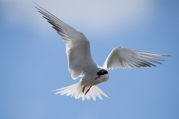 tern in flight