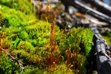 Green moss with spores, in the forest