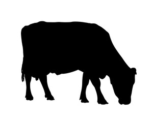 Black realistic silhouette of a grazing cow - isolated on white background, vector