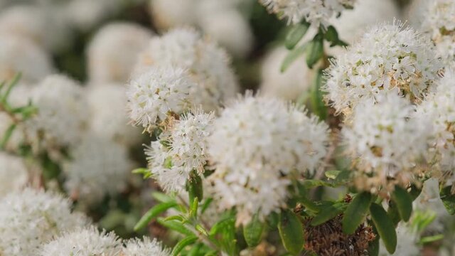 A beautiful flowering Ledum marsh with white flowers sways in the spring wind close up.