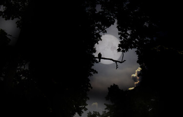 Bird on branches in a moonlit nigh
