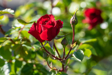 Wundersch&ouml;ne rote Rose am Busch
