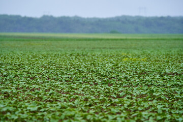 Fototapeta na wymiar Sunflower field, unripe