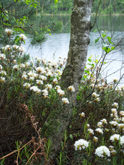 Kwitnące krzewy Bagna zwyczajnego (Rhododendron tomentosum Harmaja)  gatunek rośliny chronionej z rodziny wrzosowatych na śródleśnych mokradłach