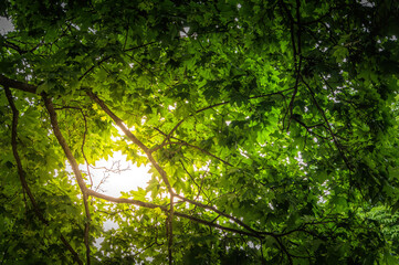 Fototapeta na wymiar Sunny summer forest. Sun light shining through green maple leaves