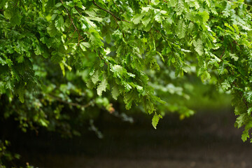 Oak forest closeup in rain