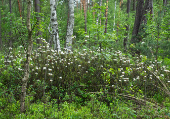 Kwitnące krzewy Bagna zwyczajnego (Rhododendron tomentosum Harmaja)  gatunek rośliny chronionej z rodziny wrzosowatych na śródleśnych mokradłach © JDziedzic