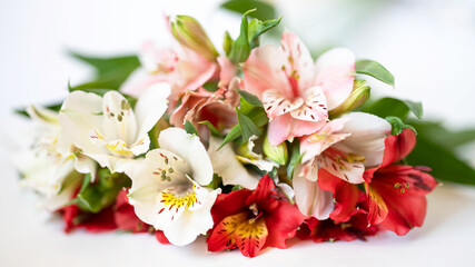 background image of a bouquet of red, white and pink Alstroemeria flowers with green leaves on a light background close-up, soft focus