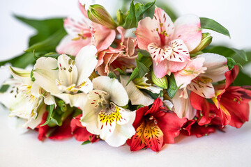 bouquet of red, white and pink Alstroemeria flowers on a light background close-up
