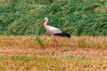 white stork in the grass