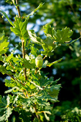 Bellota verde sin madurar colgando de árbol 