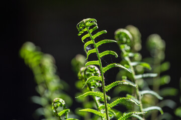 green ferns on a green background