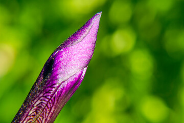 Close-up of a flower of bearded iris on blurred green natural background. Blue iris flowers are growing in a garden