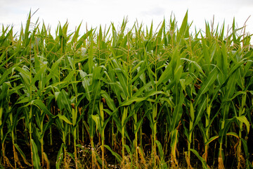 Plantas de maíz en campo