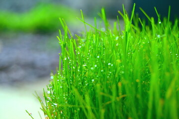 green grass with dew drops