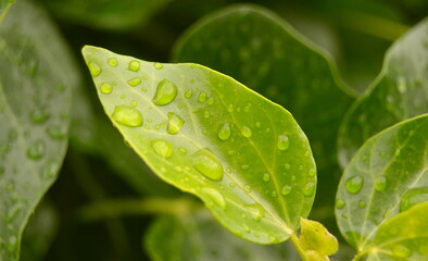 water drops on green leaf
