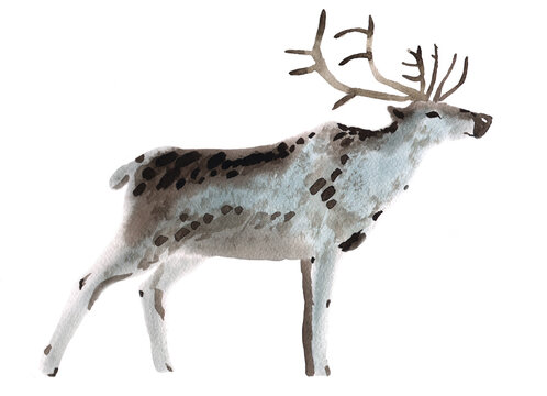 Handwork watercolor illustration of a deer