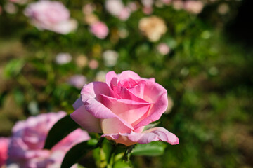 pink rose in the front with a green garden in the background