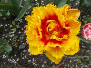 yellow flower in the garden