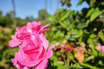 Pink roses in the left side with a blurred green background