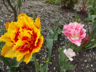 spring flowers in garden