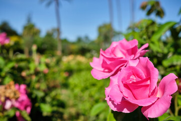 Pink roses in the right side with a blurred background