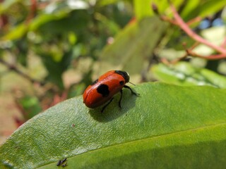  Coccinelle des friches posée sur une feuille.