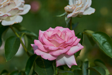 Light pink rose in a green blurred background
