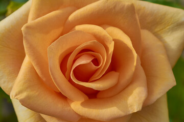 Close view of a yellow rose